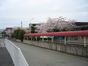 桜がきれいに咲きました